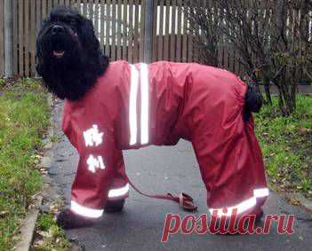 Выкройки для собак - комбинезон
