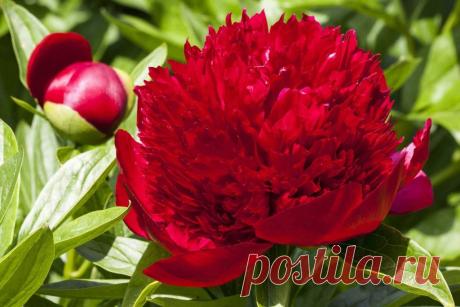 Мифы и легенды о цветах: Пион ~ Planetalsad