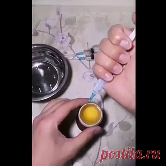 Вырастил цыпленка в открытом яйце
