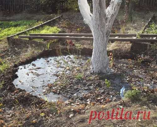 5 способов повысить зимостойкость плодовых деревьев