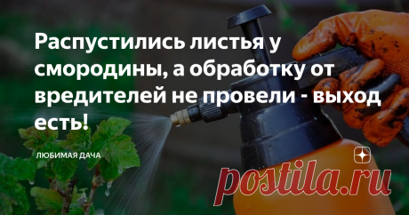 Распустились листья у смородины, а обработку от вредителей не провели - выход есть! Чтобы ранняя весенняя обработка смородины от докучающих болезней и вредителей дала хороший результат, важно провести ее до фазы развития листьев, при этом необходимо подловить сухие дни, в которые осадков не предвидится, иначе препарат просто смоет. Соблюсти эти правила не всегда позволяет погода, если вы не успели защитить кустарники от болезней и вредителей до выдвижения почек на побегах, то