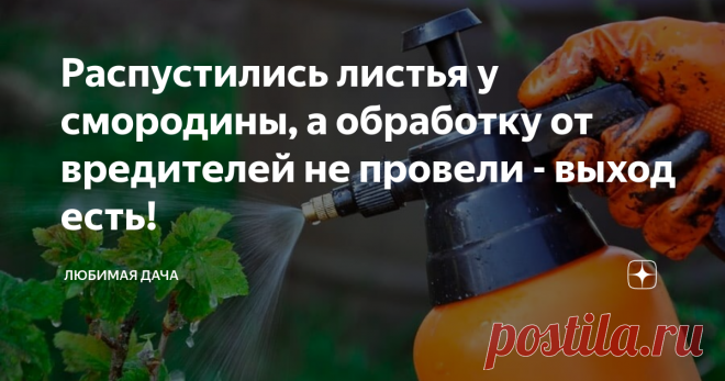 Распустились листья у смородины, а обработку от вредителей не провели - выход есть! Чтобы ранняя весенняя обработка смородины от докучающих болезней и вредителей дала хороший результат, важно провести ее до фазы развития листьев, при этом необходимо подловить сухие дни, в которые осадков не предвидится, иначе препарат просто смоет. Соблюсти эти правила не всегда позволяет погода, если вы не успели защитить кустарники от болезней и вредителей до выдвижения почек на побегах, то