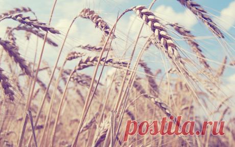 Лето, поле, пшеница, колосья обои, фото, картинки