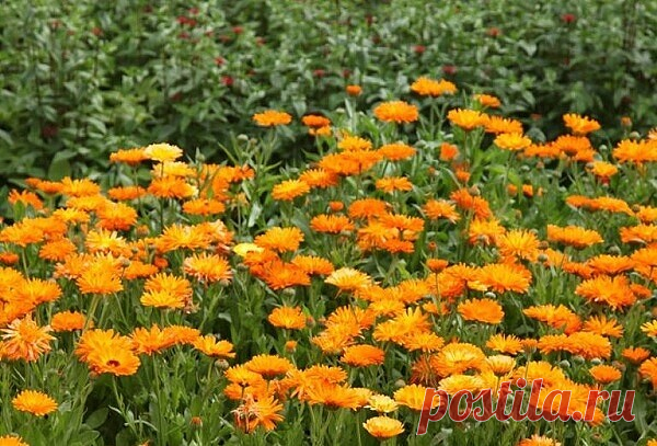 Календула (ноготки)
мази, настойки, применение
