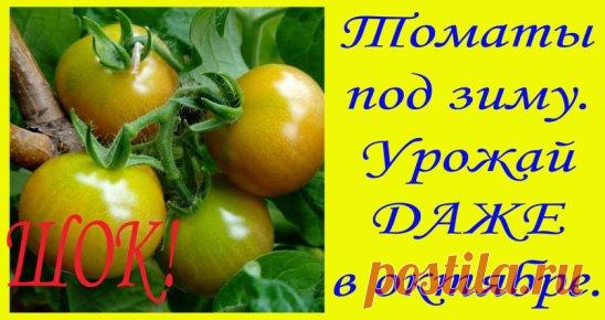 Обычные томаты посаженные стандартным способом через рассаду в феврале-марте плодоносят максимум до конца августа, а томаты посаженные под зиму остаются до самых морозов зелеными и плодоносят. Подробнее https://youtu.be/Wr7Is7W6m98