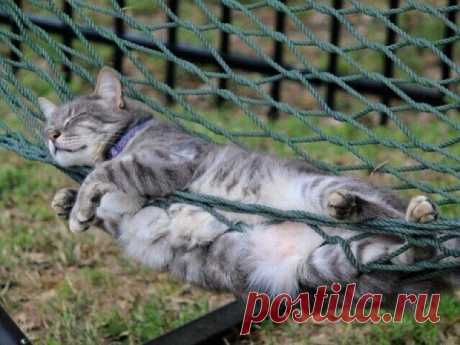 Кошки имеют собственное представление о комфорте!