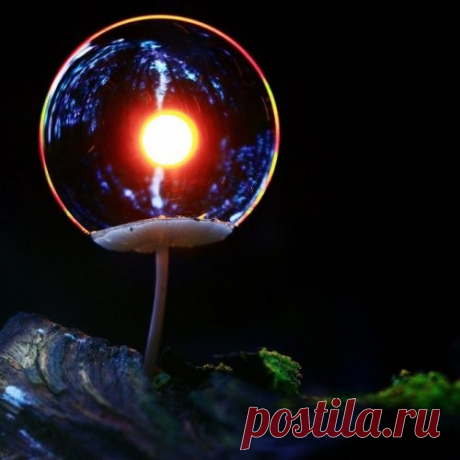 15 фото о дикой природе — самом неизведанном, что есть на земле