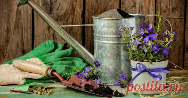 Какие цветы посеять на рассаду в марте Список растений, которые стоит посеять в марте, чтобы они вовремя зацвели.
