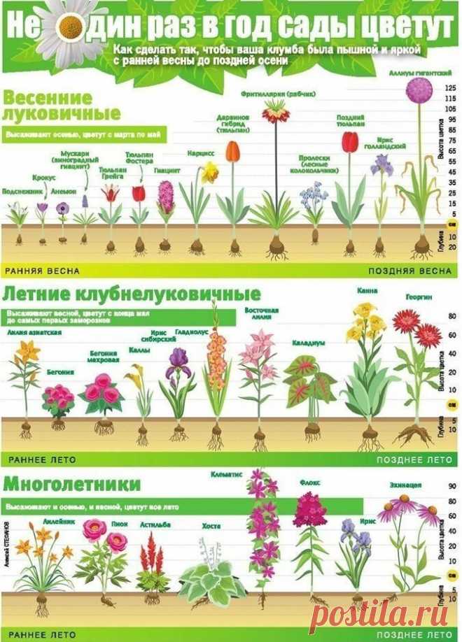 25 важных шпаргалок для садоводов-огородников / Домоседы