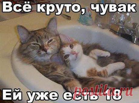Прикол взят из этой гpуппы: https://www.odnoklassniki.ru/krilatiefrazi