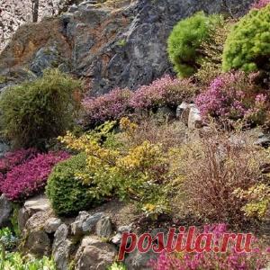 Вересковый сад: хитрости посадки и ухода