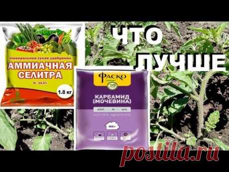 Мочевина или селитра.  В чем различия и что лучше