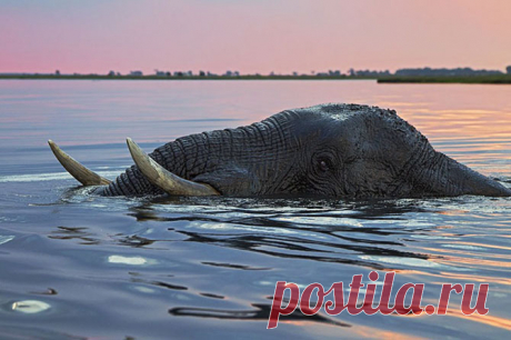 Фотографии животных за неделю