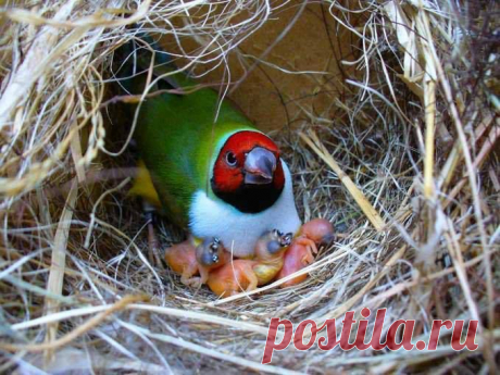 (3) Facebook