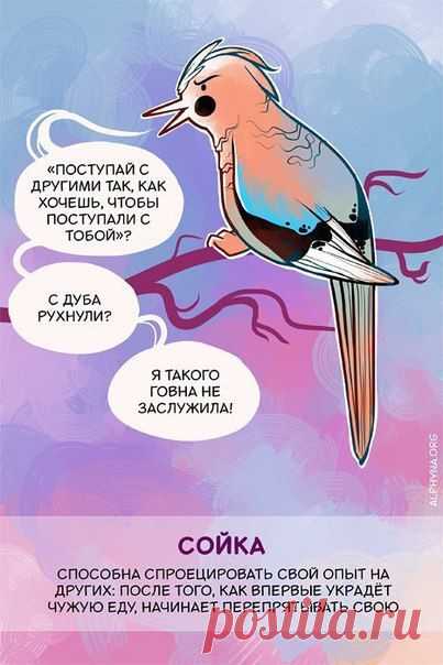 Животные, которые умеют троллить, заводить домашних питомцев и извиняться