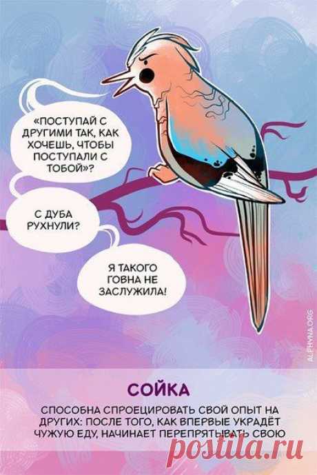 Животные, которые умеют троллить, заводить домашних питомцев и извиняться