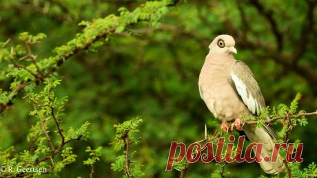 Сем. Голубиные (Columbidae)
Гологлазый голубь (Columba corensis)