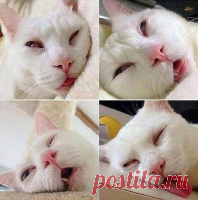 Когда тебя дико рубит спать, но кто-то продолжает с тобой разговаривать: