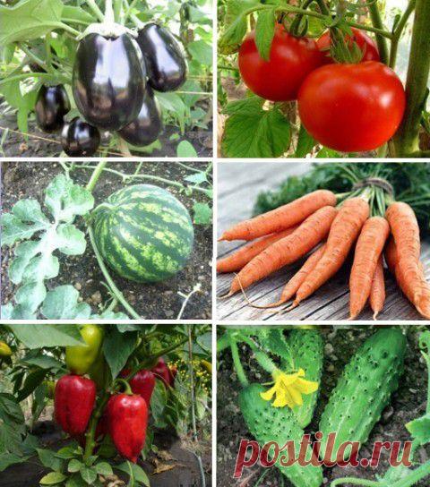 Схемы посадки: на каком расстоянии друг от друга высаживать овощи | ЖЕНСКИЙ МИР