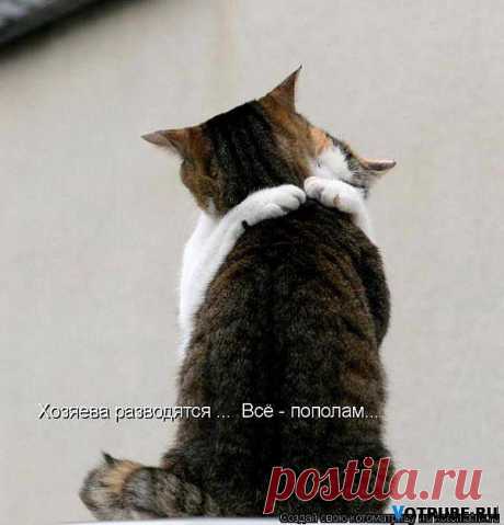 Алена-незабудка — «Все пополам» на Яндекс.Фотках