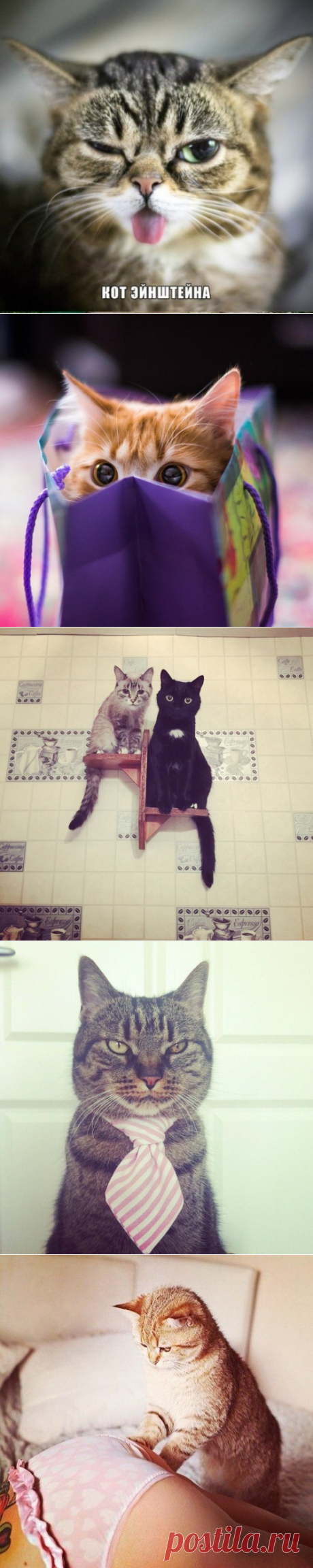 Коты ученых...) » Смешные Анекдоты Истории Цитаты Афоризмы Стишки Картинки прикольные Игры