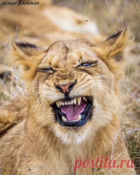 Смешная дикая природа