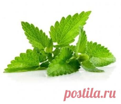 15 способов использования мяты