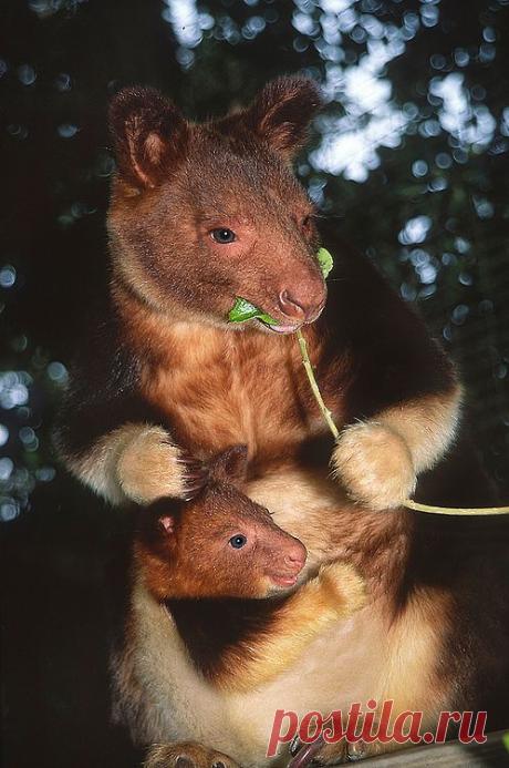 The cute creatures