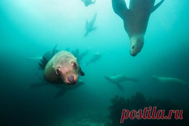 Камчатских сивучей снял Дмитрий Кох. Альбом автора – nat-geo.ru/photo/user/357190.