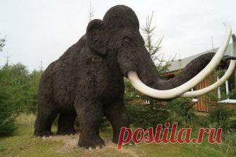 Любопытные факты о мамонтах — Интересные факты