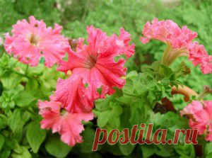 Что такое фриллинтуния и как ее выращивать