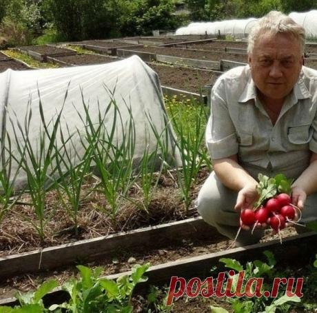 У каждого огородника есть свои хитрости. Давайте делиться.

Пока у моркови не появились всходы, ее поливают регулярно. Когда появятся всходы, их 12-15 дней лучше не поливать, за исключением засушливых дней. Это дает возможность корням уйти как можно глубже в почву.

Если горчицу посеять рядом с горохом, у него урожай будет выше в 2 раза.

Укроп лучше сеять на солнце, так как в тени у него снижается аромат листьев. Под укроп не вносят золу и известь.

Чтобы стимулировать на...