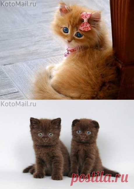 KotoMail : KotoMail.ru | Постила.ru