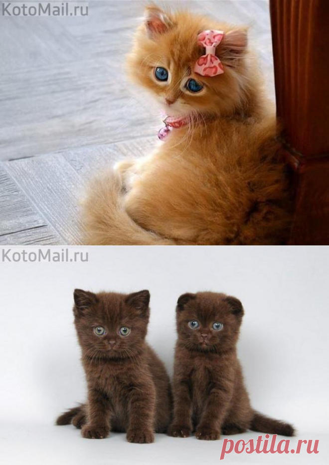 KotoMail : KotoMail.ru | Постила.ru