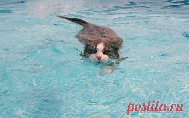 «Неправильные» коты, которые обожают воду