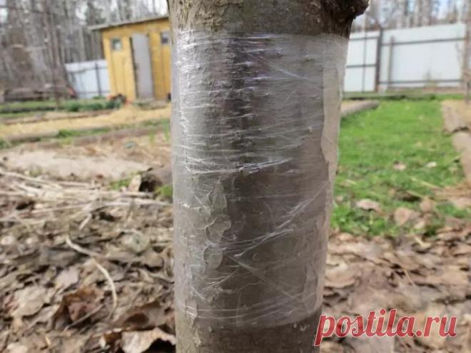 Как сделать ловчий пояс своими руками: 3 способа защиты плодовых деревьев от насекомых | Антонов сад - дача и огород | Дзен
