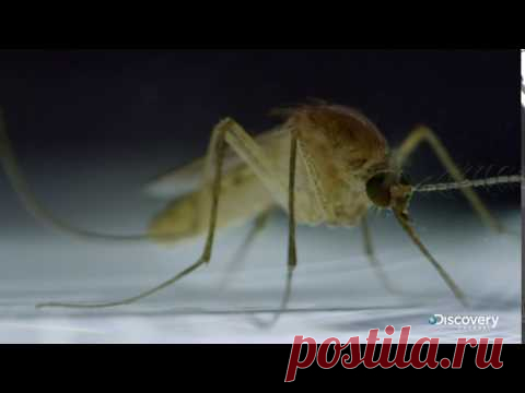 Москиты убивают до 750 тысяч человек каждый год - Москиты