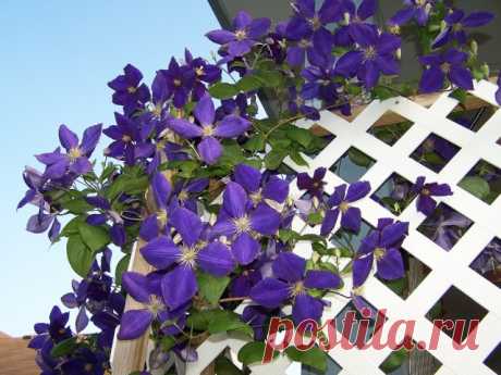 Ломонос Жакмана, или клематис Жакмана (Clematis Jackmanii).

Клематис Жакмана. Сорта, выращивание, посадка и уход. Обрезка. Фото - Ботаничка.ru