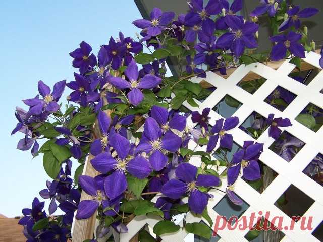 Ломонос Жакмана, или клематис Жакмана (Clematis Jackmanii).

Клематис Жакмана. Сорта, выращивание, посадка и уход. Обрезка. Фото - Ботаничка.ru