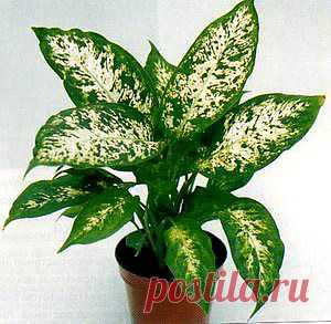 Уход за диффенбахией в домашних условиях