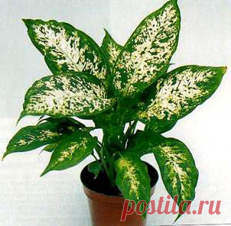 Уход за диффенбахией в домашних условиях