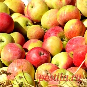 Яблочный Спас: рецепт шарлотки