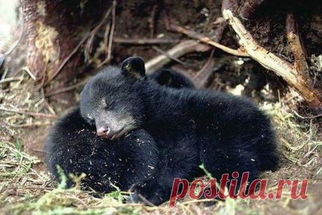 Пушистые подушки: спать на товарище мягче и приятнее