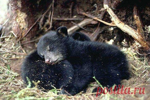 Пушистые подушки: спать на товарище мягче и приятнее