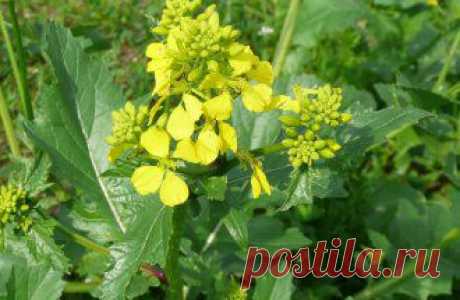 Усадьба | Огородник: Выращивание