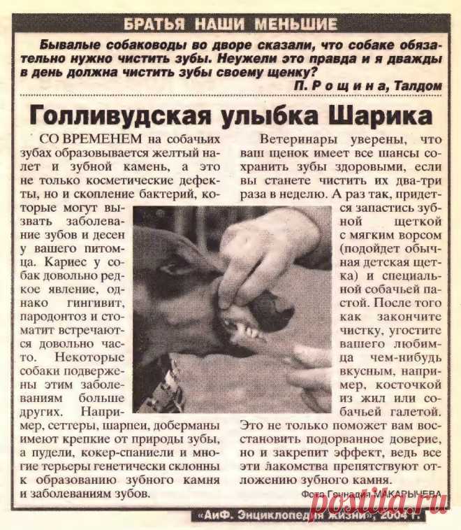 Чистить ли собаке зубы