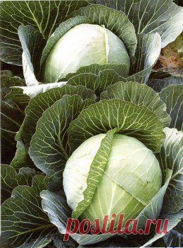 Нужны ли нижние капустные листья? | ВСП.RU