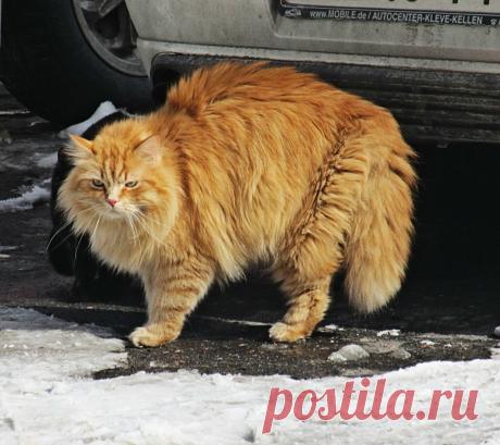 кошки