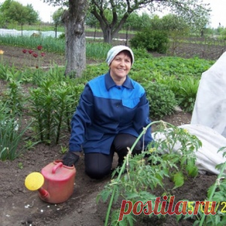 Полезные советы не только начинающим, но и опытным огородникам
