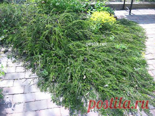 Кизильник горизонтальный (Cotoneaster horizontalis)